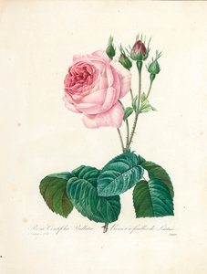 Rosa Centifolia Bullata, incisa da Langlois, da 